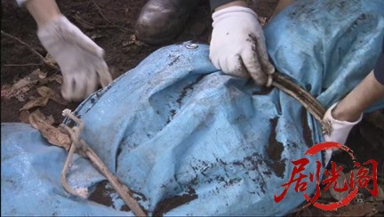 法医学教室の事件ファイル30 女医VS水曜日の絞殺魔！蟻の死体解剖が殺人トリックを暴.jpg